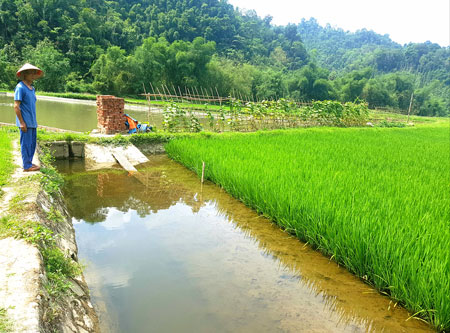 Mô hình trồng rau thủy canh kết hợp nuôi cá thủy sản canh là gì hoạt  hình  Sở Khoa học và Công nghệ Thành phố Hồ Chí Minh